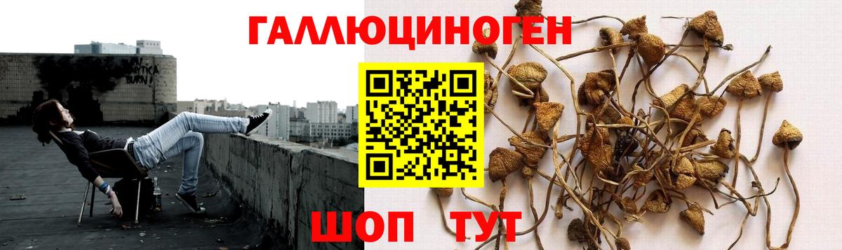 Псилоцибиновые грибы мухоморы Дербент